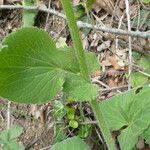 Doronicum pardalianches Foglia