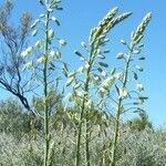 Ornithogalum candicans Květ