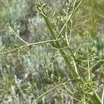 Trinia glauca Habit