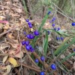 Dianella ensifoliaFrucht