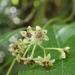 Persea barbujana Flower