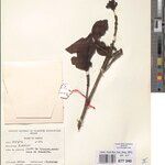 Psychotria palustris Otro