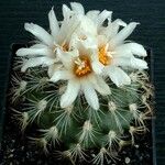 Turbinicarpus saueri Flower