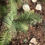 Cycas circinalis Лист