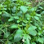 Acalypha setosa ഇല