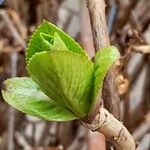 Hydrangea macrophylla List