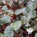 Begonia nigritarum موطن