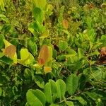 Chrysobalanus icaco Blatt
