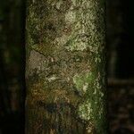 Pradosia ptychandra Bark