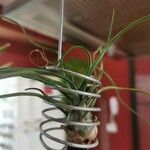 Tillandsia bulbosa Liść