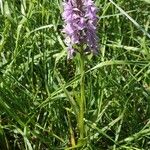 Dactylorhiza maculataКветка