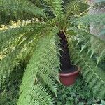 Dicksonia antarctica Fuelha
