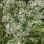 Eupatorium hyssopifolium Цветок