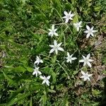 Ornithogalum divergens花