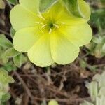 Oenothera drummondii 花