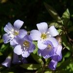 Polemonium reptans Λουλούδι