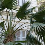 Sabal palmetto 葉