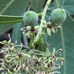 Boscia coriacea Fruit