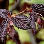 Corylus maxima Blad