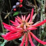 Erythrina herbacea Květ