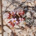 Frankenia corymbosa Flor
