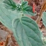 Heliotropium europaeum Leaf