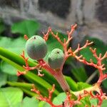 Jatropha podagrica Fruto