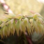 Bulbophyllum nigritianum Flower