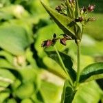 Vincetoxicum nigrum Çiçek