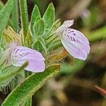 Justicia heterocarpa Bloem