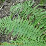 Dryopteris × complexa অভ্যাস