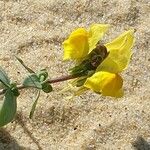 Linaria thymifolia Flor