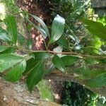 Zygia longifolia পাতা