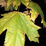 Acer macrophyllum Blatt