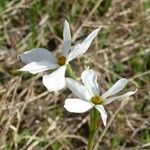 Narcissus serotinus ᱵᱟᱦᱟ