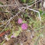 Castilleja exserta Fleur