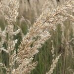 Calamagrostis epigejosFlors