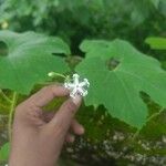 Trichosanthes cucumerina Blüte