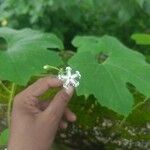 Trichosanthes cucumerina Flower