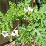 Solanum sisymbriifolium Fuelha