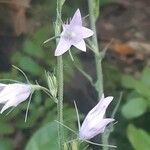 Campanula rapunculusBloem