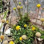 Acmella decumbens Costuma