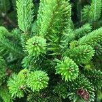 Abies kawakamii Feuille