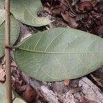 Ficus asperifolia Leaf