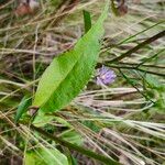 Symphyotrichum oolentangiense 葉