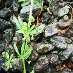 Galium parisiense Фрукт