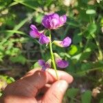 Lathyrus japonicus Blüte
