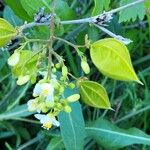 Cardiospermum grandiflorum Feuille