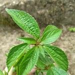 Acalypha australis Folha