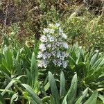 Echium decaisnei Flower